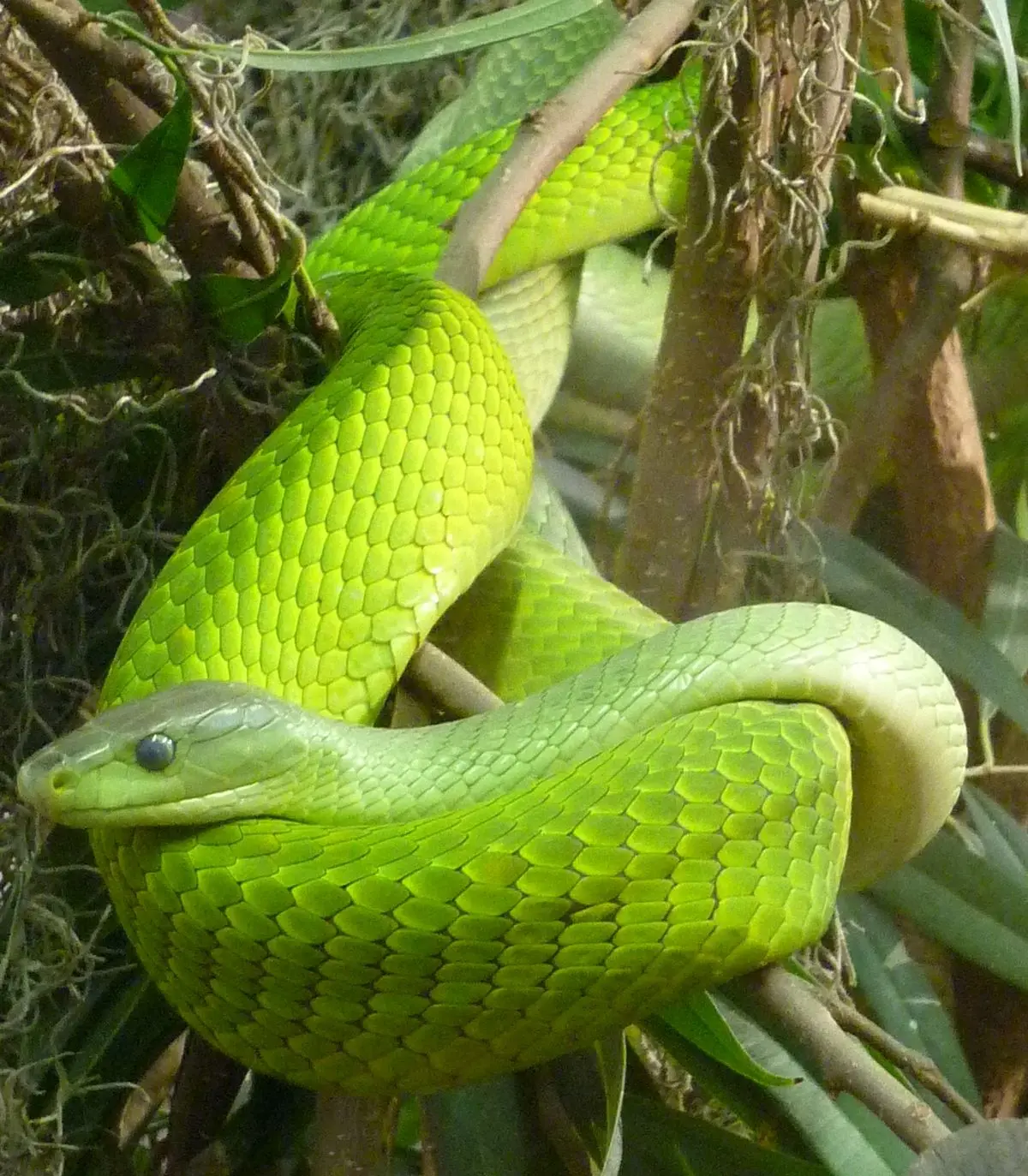 moda piel de serpiente - Cómo es la textura de la piel de una serpiente