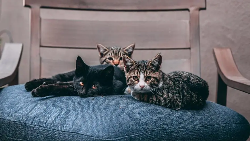 razas de gatos de moda - Cuál es el gato más social