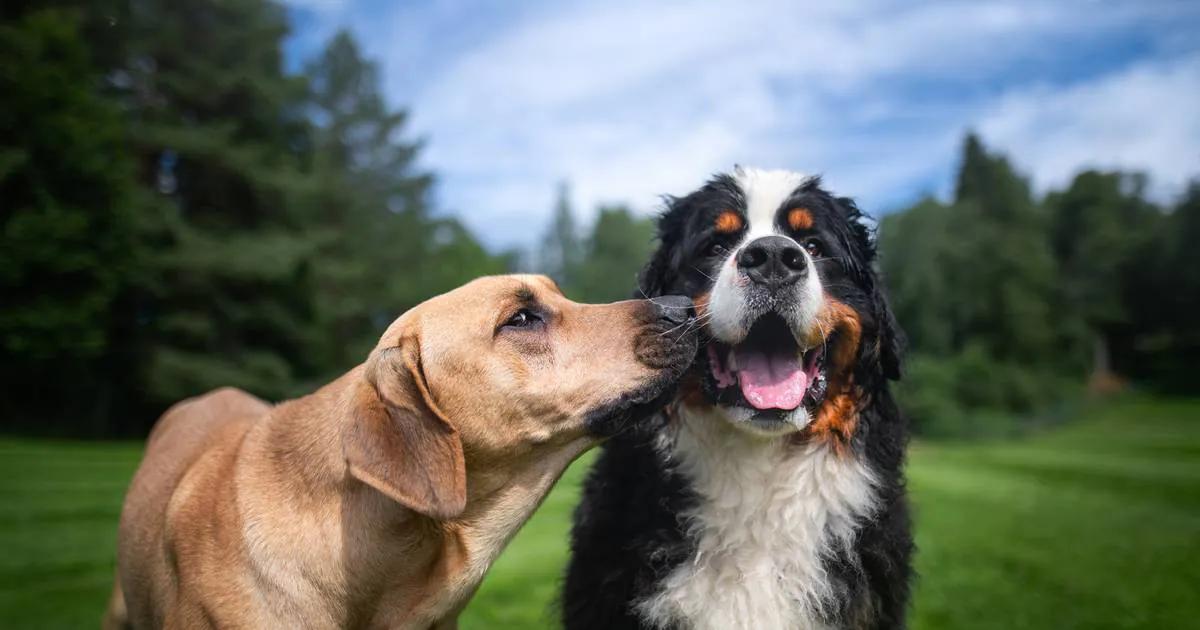 perros de moda - Cuál es el perro más comprado en España