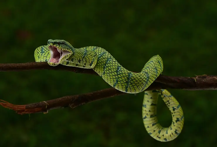moda piel de serpiente - Cuáles son los tipos de serpientes