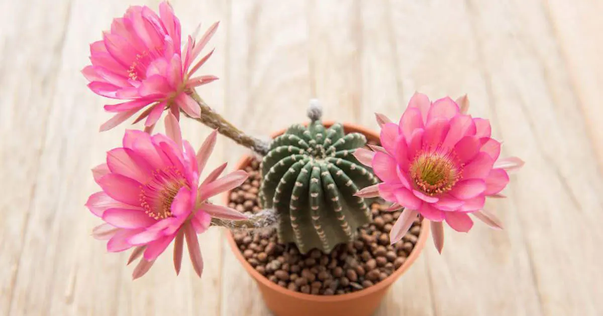 cactus de moda - Qué cactus son los que florecen
