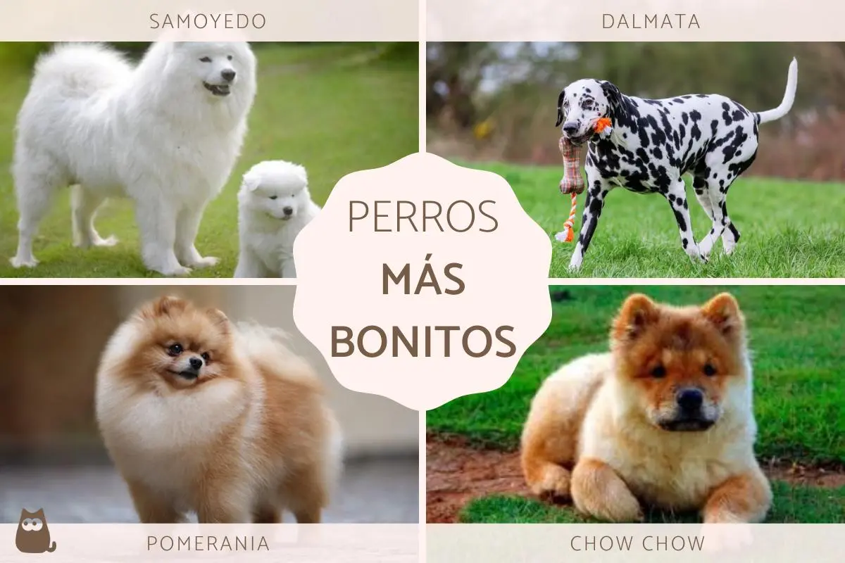 perros de moda - Qué perros son los más bonitos